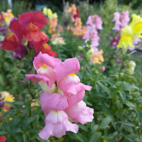 Semilla Boquita de Dragon Mix Semilla Boquita de Dragon Mix