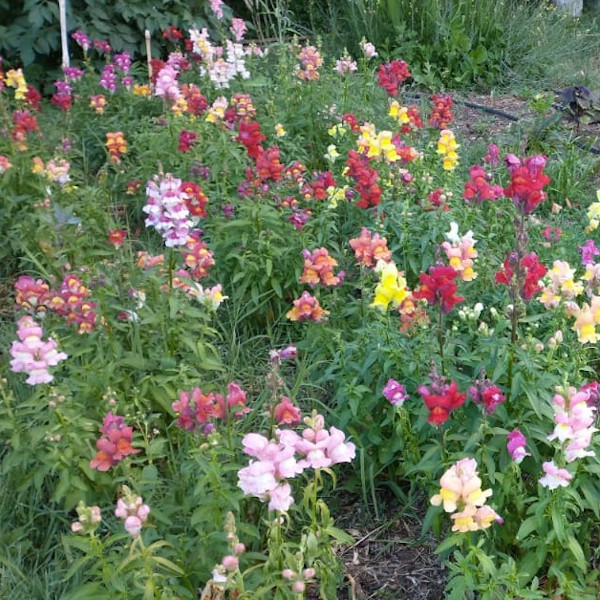 Semilla Boquita de Dragon Mix Semilla Boquita de Dragon Mix - Imagen 2