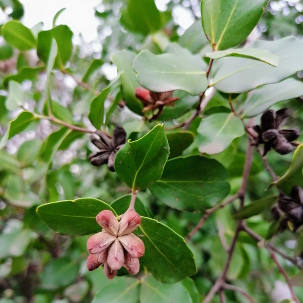 Semilla Quillay Semilla Quillay