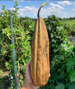 Alternative view of Semilla Luffa