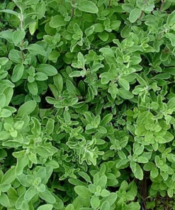 Semilla Oregano