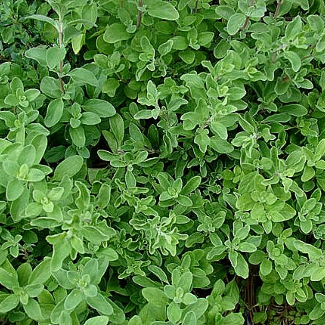 Semilla Oregano Semilla Oregano