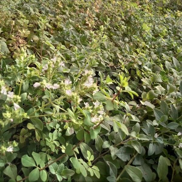 Semilla Oregano Semilla Oregano