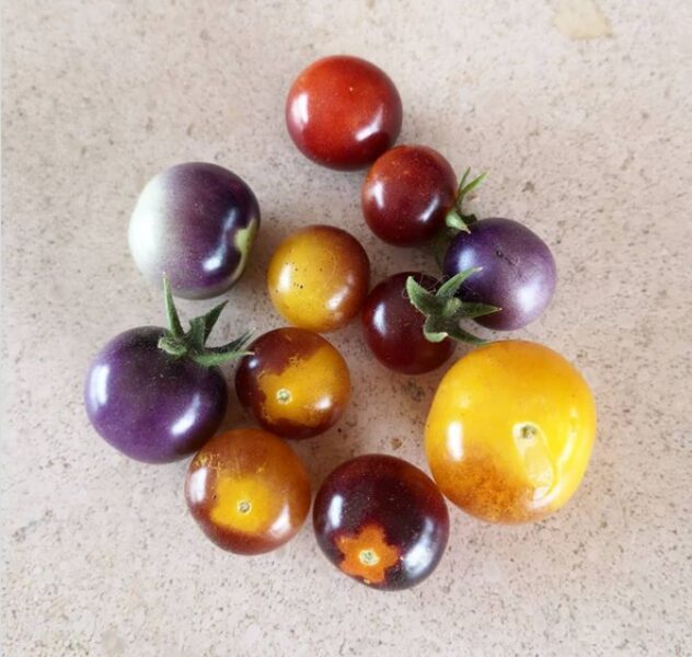 Semilla Tomate Cherry Arandano Semilla Tomate Cherry Arandano