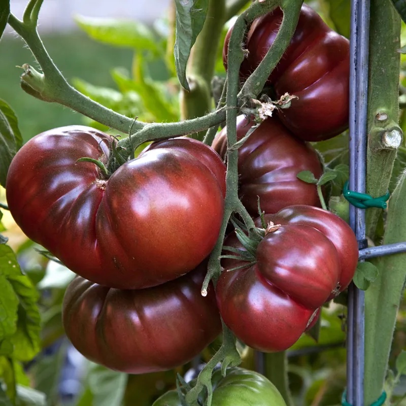 Semilla Tomate Siberiano Negro Semilla Tomate Siberiano Negro