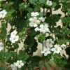 Planta de Bacopa Bacopa 1