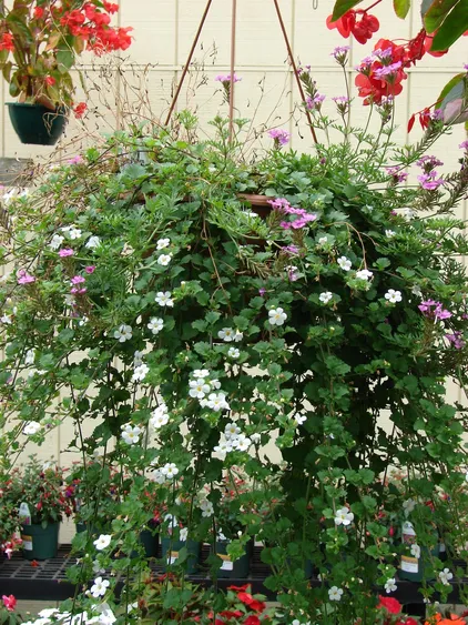 Planta de Bacopa Planta de Bacopa - Imagen 2