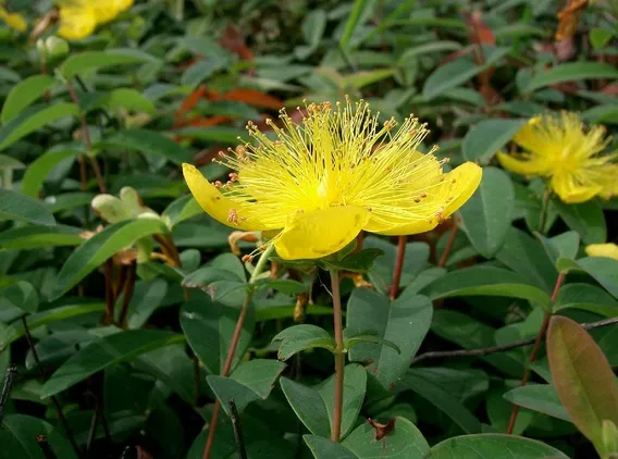 Planta de Hiperico Rastrero Planta de Hiperico Rastrero