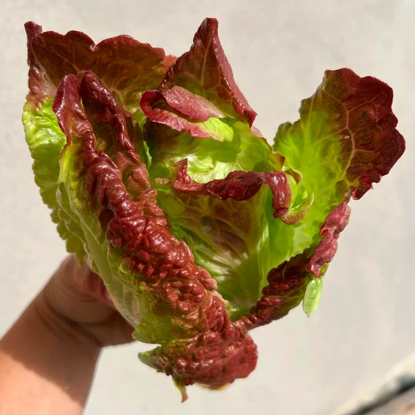 Semilla Lechuga Cherokee Semilla Lechuga Cherokee