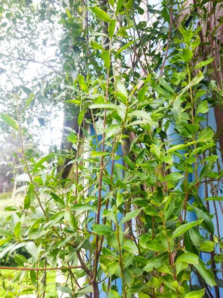 Semilla Maiten Semilla Maiten