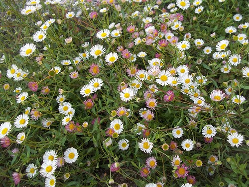 Planta de Vitadinia Planta de Vitadinia