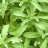 Planta de Stevia Stevia Planta