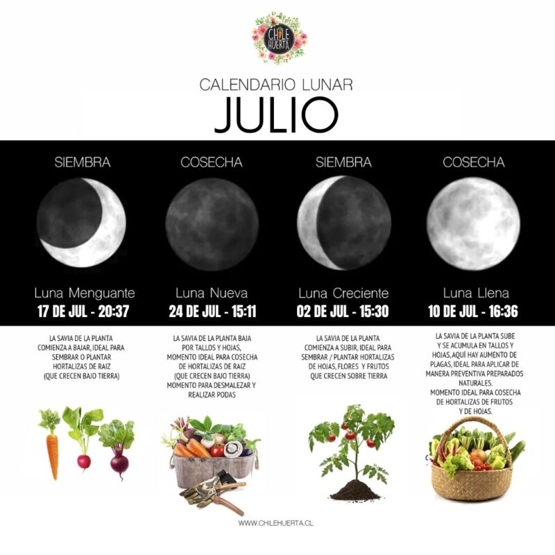 Julio: SIEMBRA y LUNAS Calendario Lunar JULIO 2025