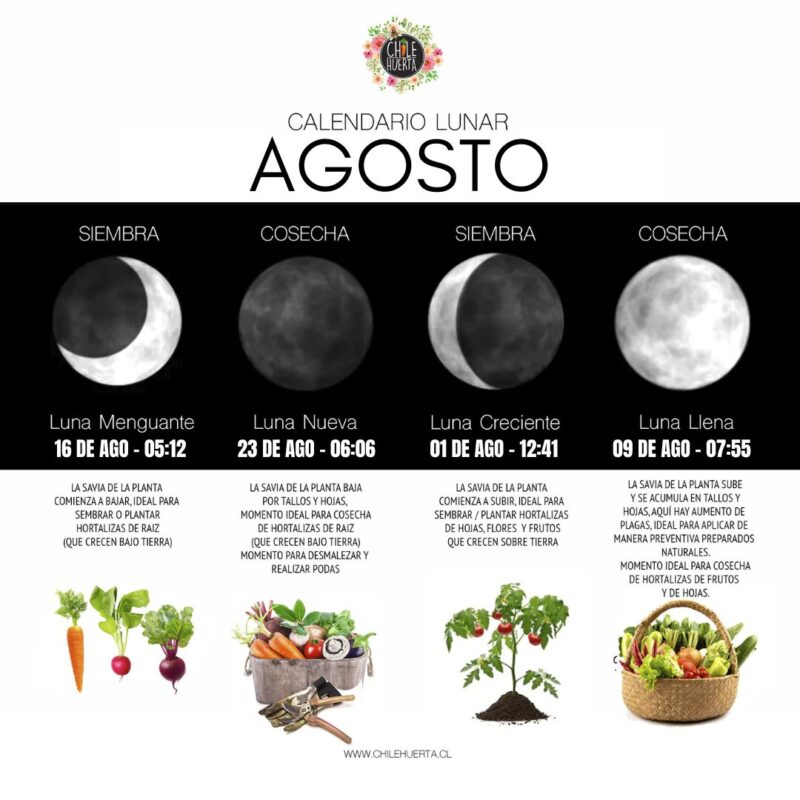 Agosto: SIEMBRA Y LUNAS Calendario Lunar AGOSTO 2025
