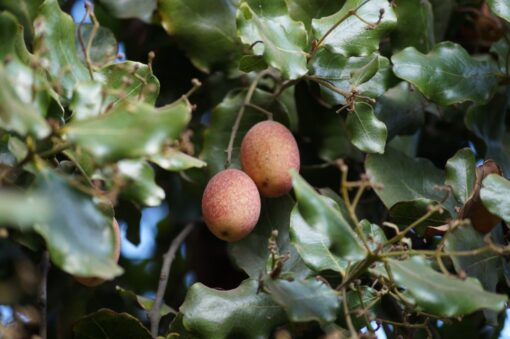 Arbol de Belloto del Norte - Imagen 2