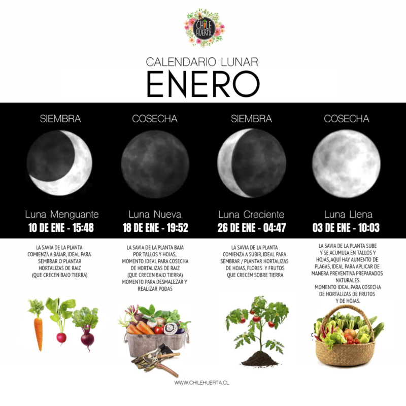 Enero: SIEMBRA Y LUNAS Calendario Lunar Enero 2026