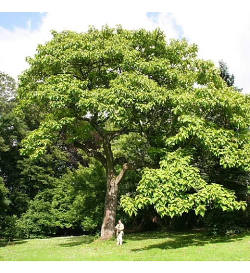 Arbol de Canelo