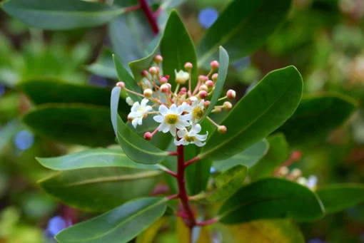 Arbol de Canelo - Imagen 2