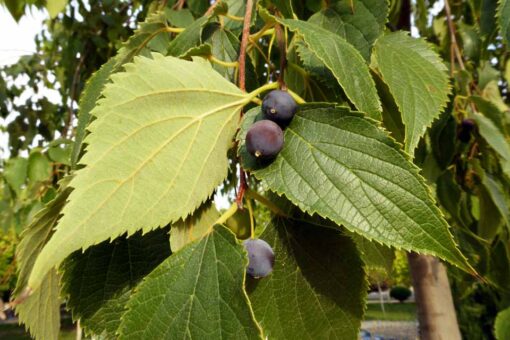 Celtis Australis - Imagen 2