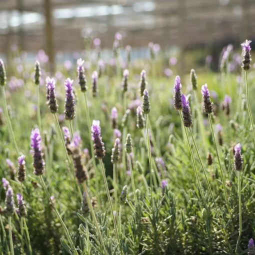 Planta de Lavanda Francesa