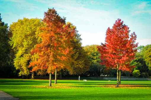 Arbol de Liquidambar