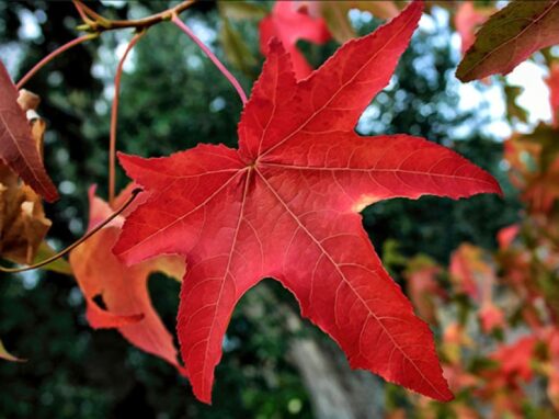 Arbol de Liquidambar - Imagen 2