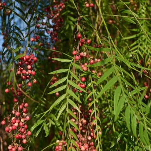 Arbol de Pimiento - Imagen 2