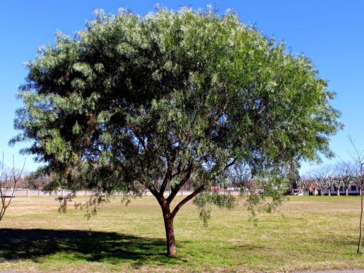 Arbol de Pimiento