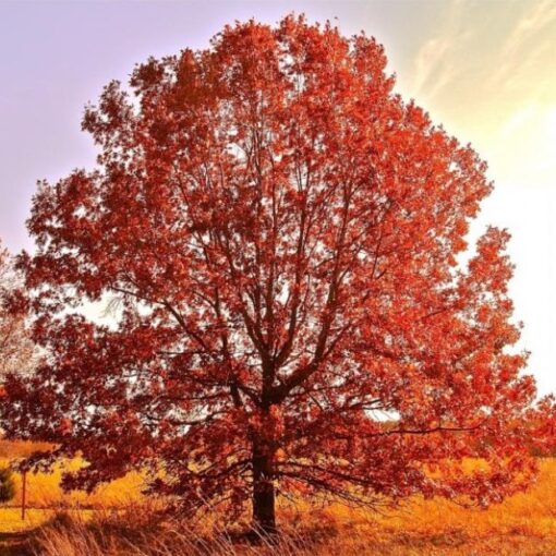 Arbol de Roble Americano