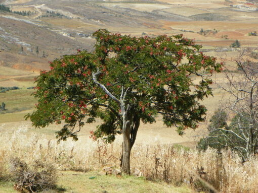 Arbol de Tara