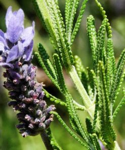 Alternative view of Planta de Lavanda Francesa
