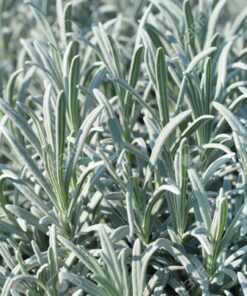 Alternative view of Planta de Lavanda Inglesa