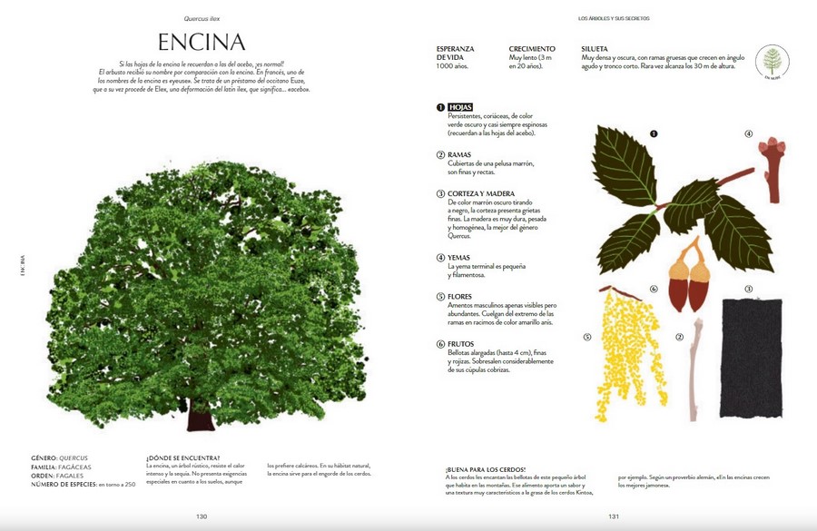 Los Arboles y sus Secretos Los Arboles y sus Secretos - Imagen 2