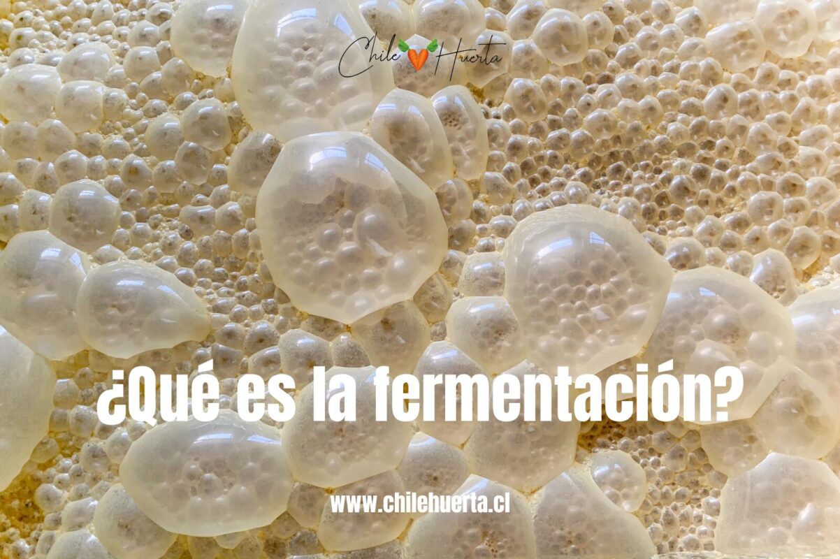 ¿Qué es la fermentación? Que es la fermentacion