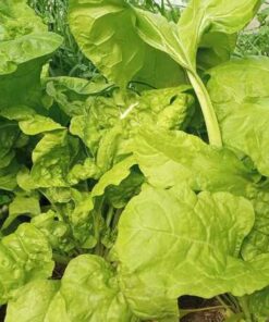 Semilla Acelga Crespa Amarilla