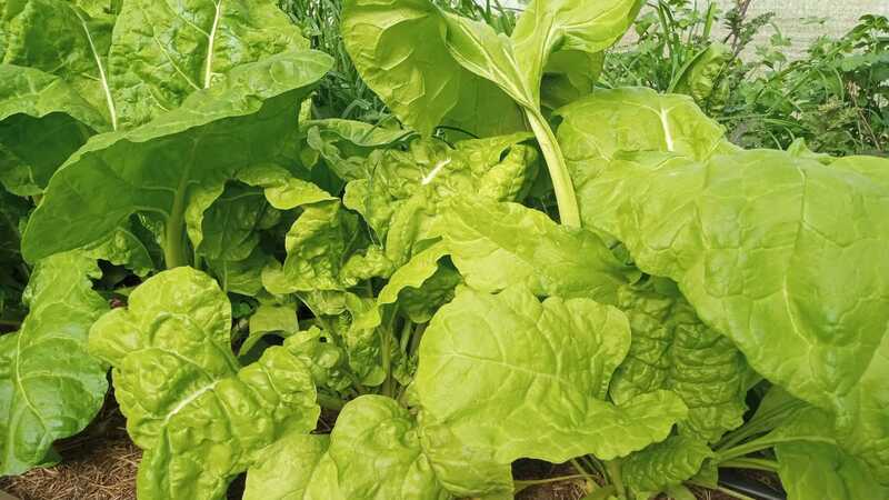 Semilla Acelga Crespa Amarilla Semilla Acelga Crespa Amarilla