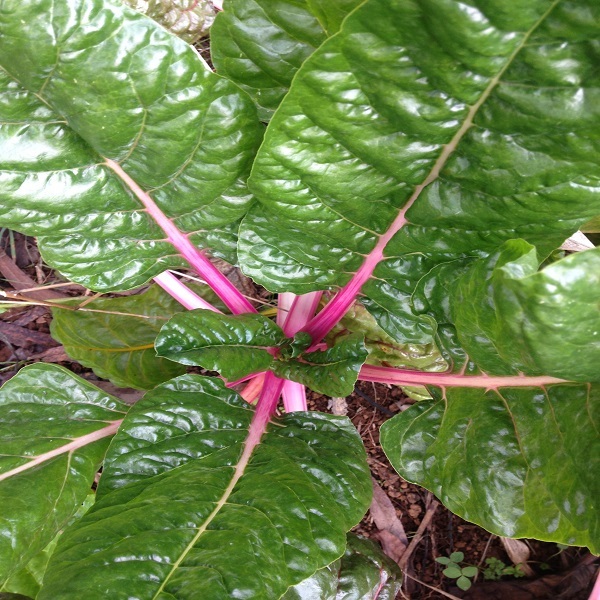 Semilla Acelga Rosada Semilla Acelga Rosada