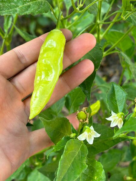 Semilla Aji Cristal Semilla Aji Cristal