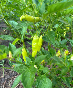 Alternative view of Semilla Aji Cristal