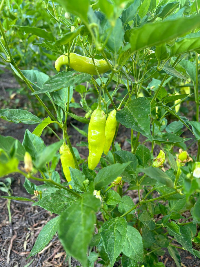 Semilla Aji Cristal Semilla Aji Cristal - Imagen 2