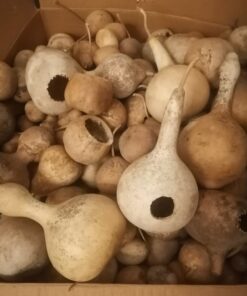 Alternative view of Semilla Calabaza Nido