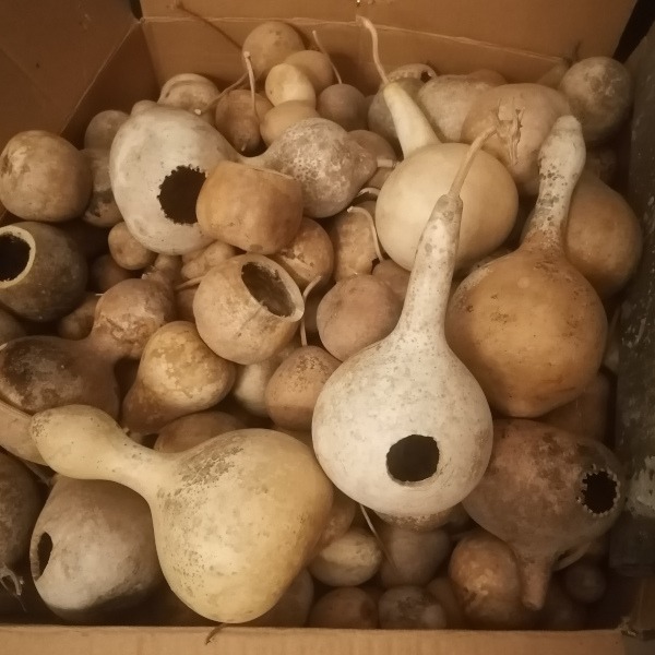 Semilla Calabaza Nido Semilla Calabaza Nido - Imagen 2