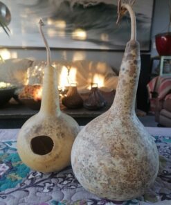 Semilla Calabaza Nido