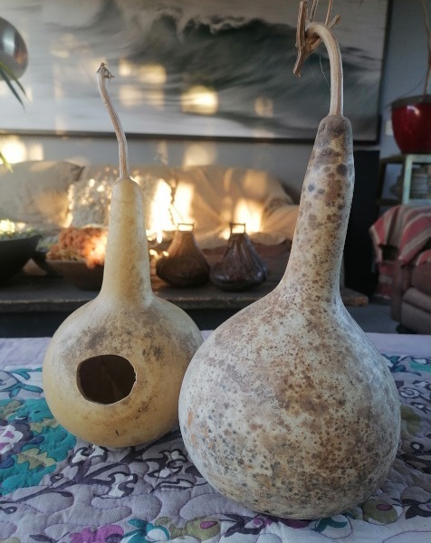 Semilla Calabaza Nido Semilla Calabaza Nido