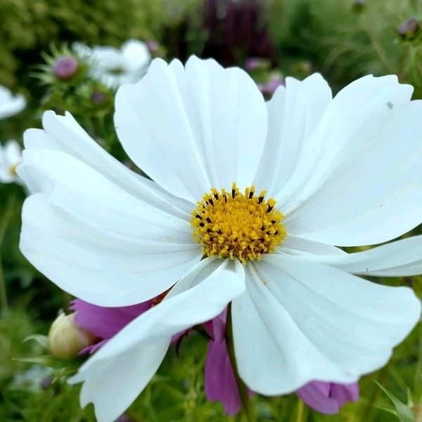Semilla Cosmos Blancos Semilla Cosmos Blancos
