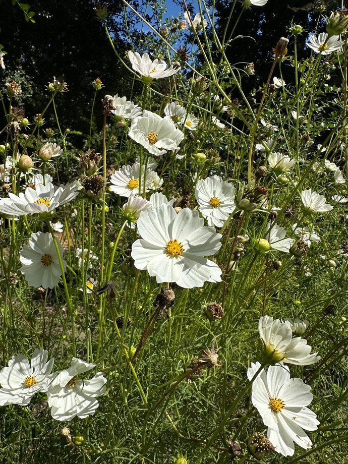Semilla Cosmos Blancos Semilla Cosmos Blancos - Imagen 2