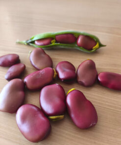 Semilla Habas Rojas Habas Rojas 2