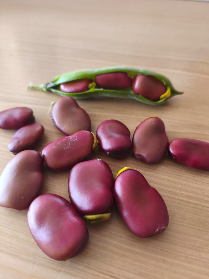 Semilla Habas Rojas Semilla Habas Rojas - Imagen 2