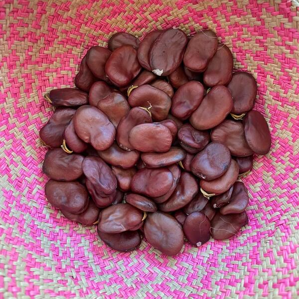 Semilla Habas Rojas Semilla Habas Rojas