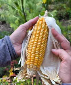 Semilla Maiz Colorado